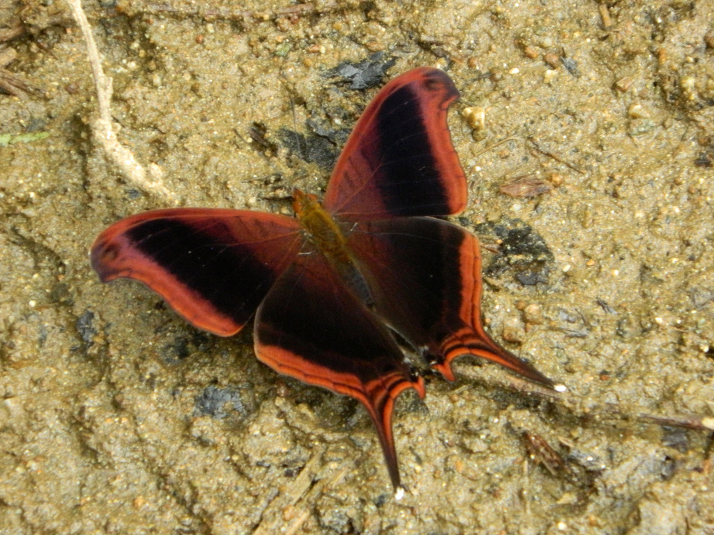 Waiter Daggerwing