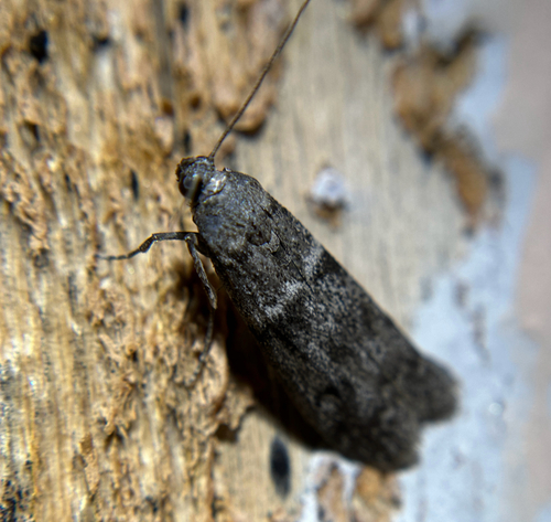 iNaturalist observation photo of Phycitini
