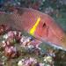 Mexican Hogfish - Photo (c) craigjhowe, some rights reserved (CC BY-NC-ND)