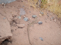 Liolaemus gracilis