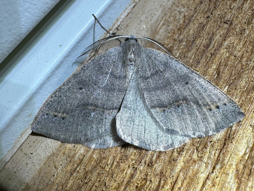 iNaturalist observation photo of Spurred Wave Moth