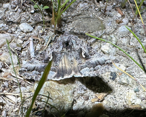 iNaturalist observation photo of Alfalfa Looper