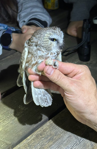 iNaturalist observation photo of Northern Saw-whet Owl