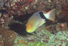 Bodianus loxozonus