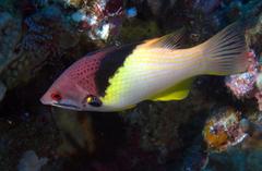 Bodianus mesothorax