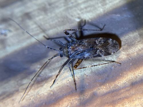 iNaturalist observation photo of Phytocoris