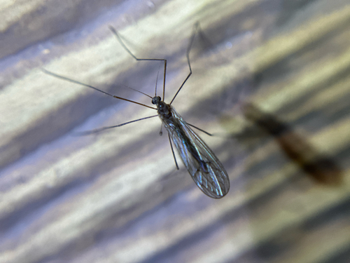 iNaturalist observation photo of Trichocera