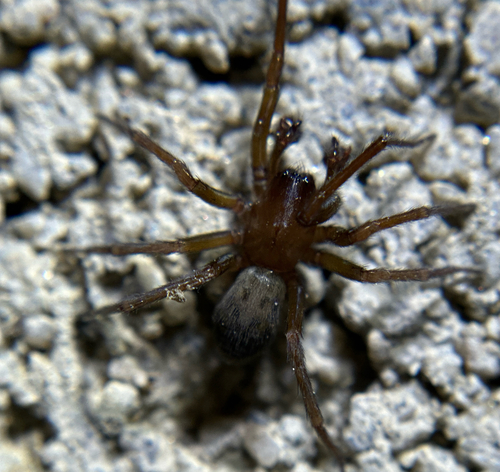 iNaturalist observation photo of Hackledmesh Weavers