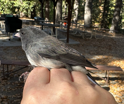 iNaturalist observation photo of Dark-eyed Junco