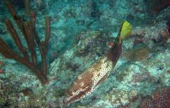 Epinephelus adscensionis