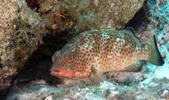Epinephelus guttatus