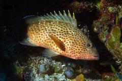 Epinephelus guttatus
