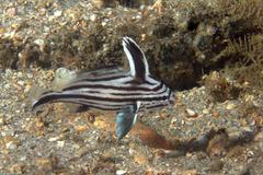 Pareques acuminatus