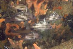 Pareques acuminatus