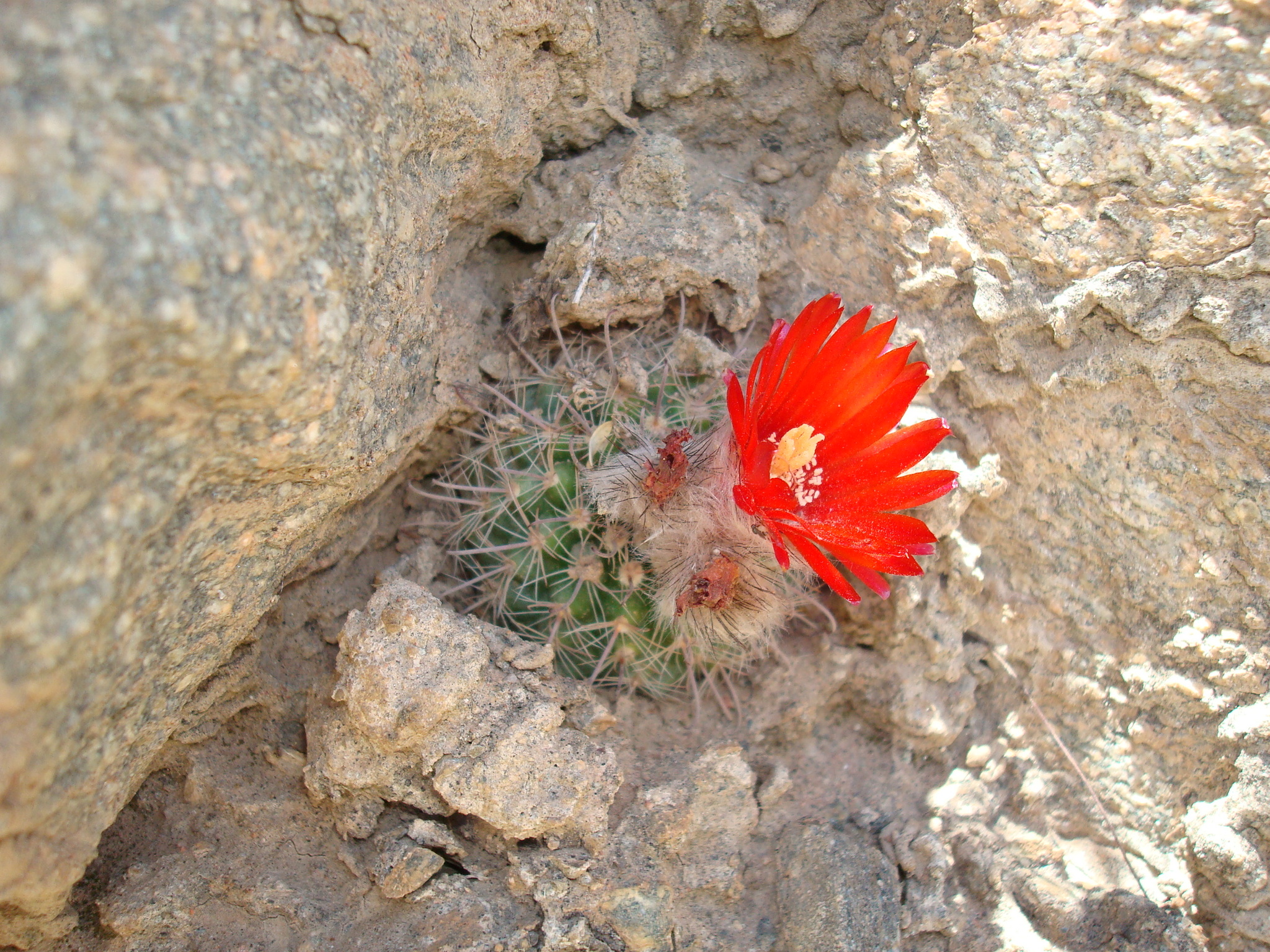 Parodia microsperma