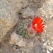 Parodia microsperma - Photo (c) Daniel Hermann, vissa rättigheter förbehållna (CC BY-NC), uppladdad av Daniel Hermann