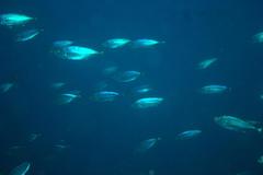 Opisthonema berlangai