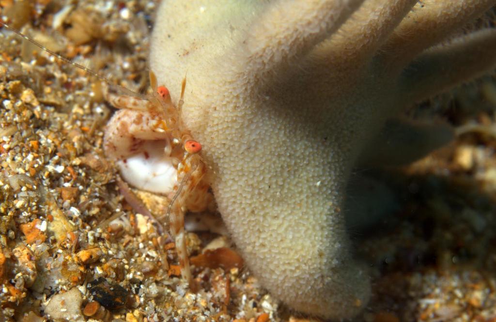 Staghorn Hermit Crab