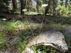 Perideridia bolanderi