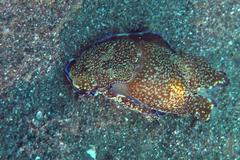 Philinopsis speciosa