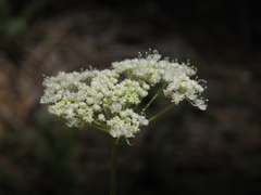 Perideridia bolanderi