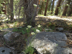 Perideridia bolanderi