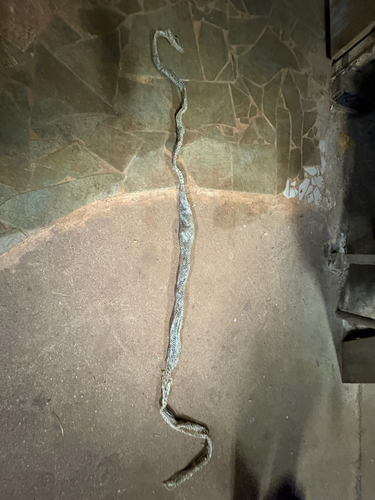 Jungle Carpet Python sighting