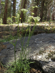 Perideridia bolanderi