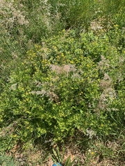 Pearsonia cajanifolia