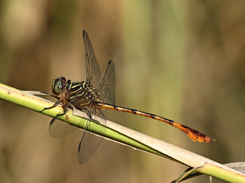 Narrow-striped Forceptail photo 2