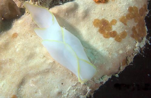 Chelidonura electra