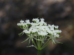 Perideridia bolanderi