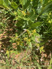 Pearsonia cajanifolia