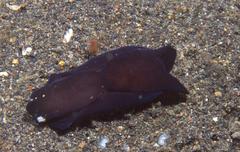 Chelidonura