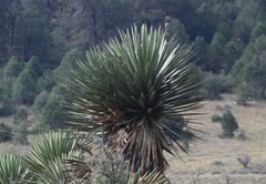 Yucca filifera