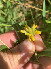 Pearsonia cajanifolia