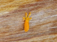 Dalceridae