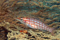 Oxycirrhites typus