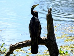 Anhinga novaehollandiae