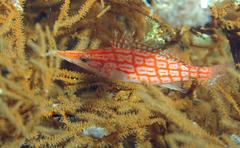 Oxycirrhites typus