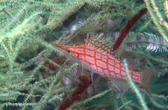 Oxycirrhites typus