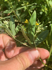 Pearsonia cajanifolia