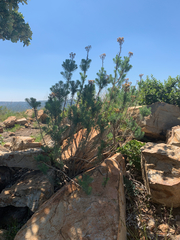 Phymaspermum athanasioides