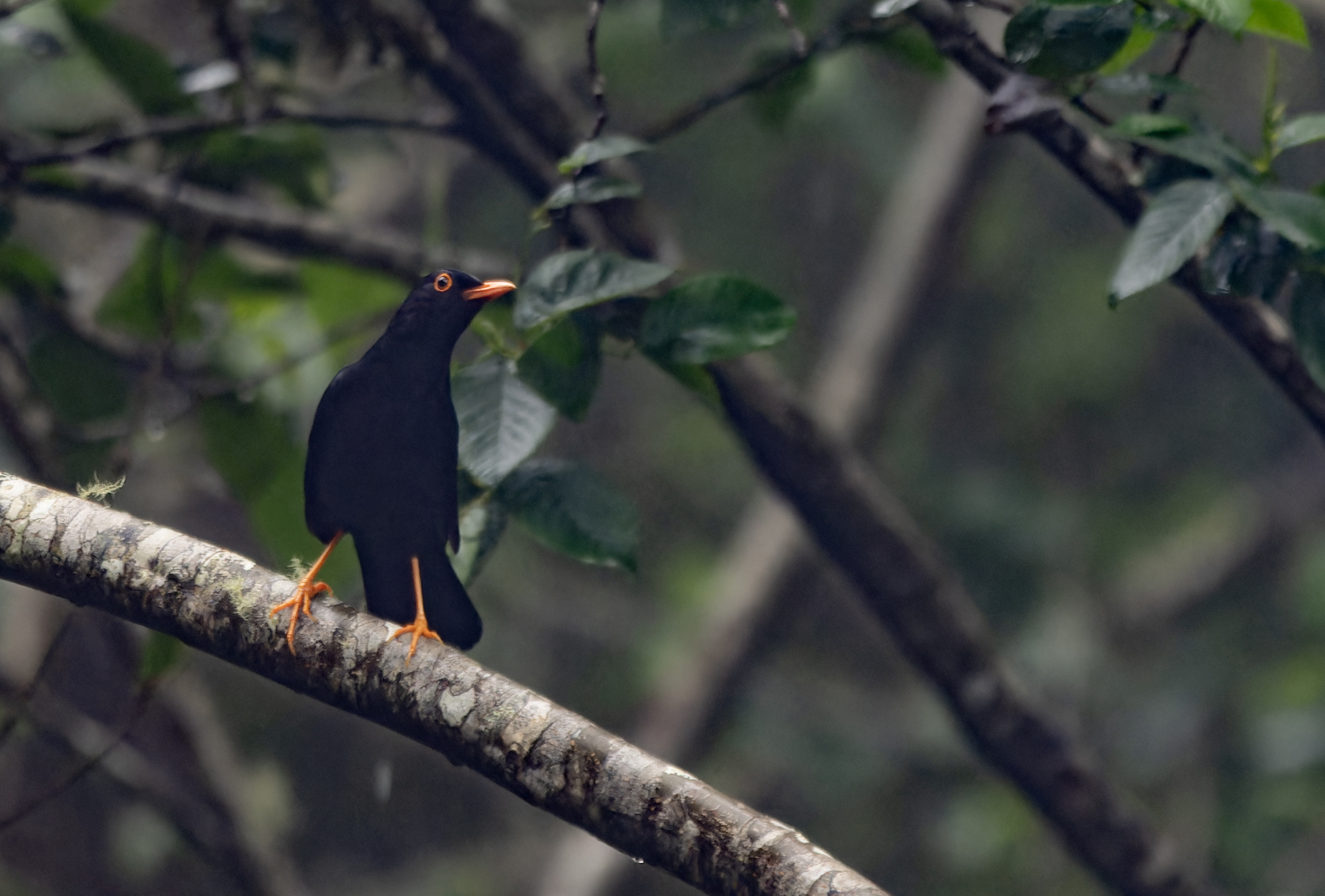 Glossy-black Thrush (Turdus serranus), photo 2