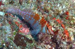 Cirrhitichthys falco