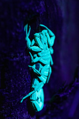 Centruroides limbatus