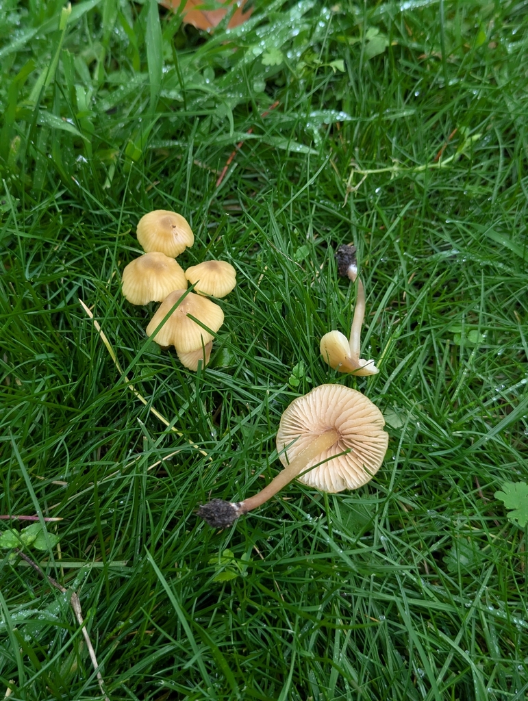 Entoloma pleopodium