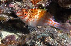 Cirrhitichthys falco