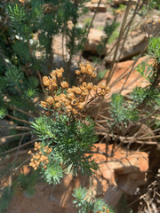 Phymaspermum athanasioides