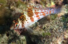 Cirrhitichthys falco